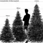 Grössenvergleich Weihnachtsbaum Oxburgh 150cm 180cm 210 cm 1